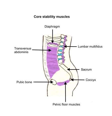 Muscles Of Core Stability