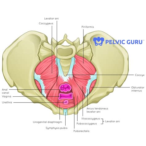 muscles of the pelvic floor and perineum