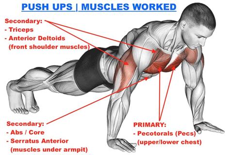 Muscles Push Ups Work