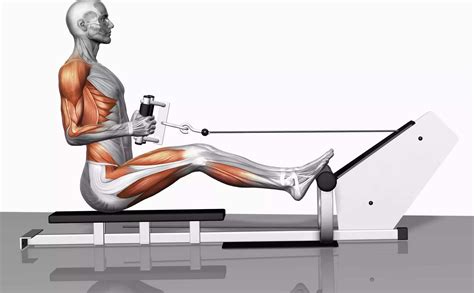 muscles rowing machine works