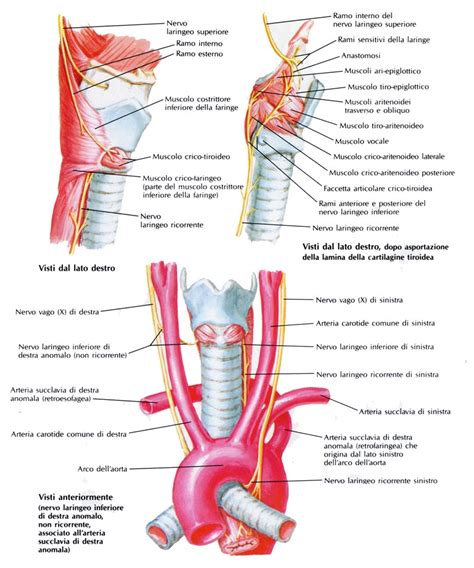 muscoli estrinseci della laringe