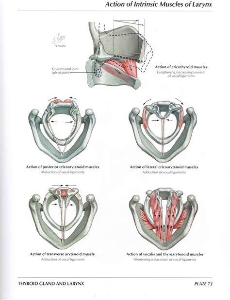 muscoli intrinseci della laringe