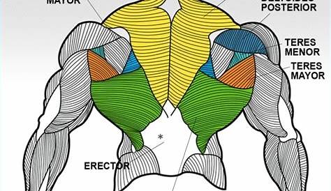 Anatomía de los músculos de la espalda - Mejor con Salud