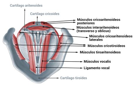 musculos extrinsecos de la laringe