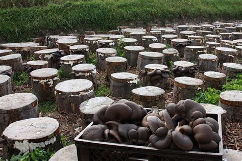mushroom farming in nigeria