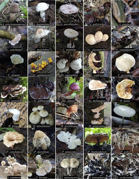 mushroom in the philippines