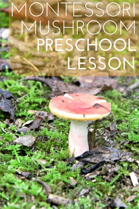 mushroom lesson for kids