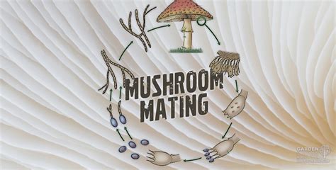 Mushroom Mating Types