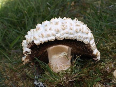 mushroom observer website