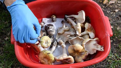 mushroom poisoning in humans