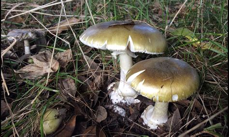 mushroom poisoning victoria latest