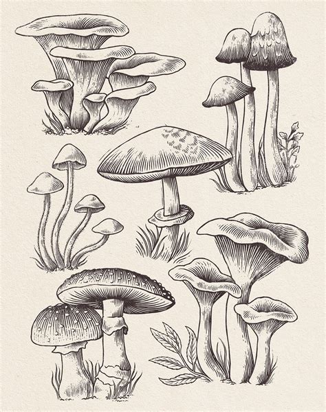 Mushroom Types Drawing