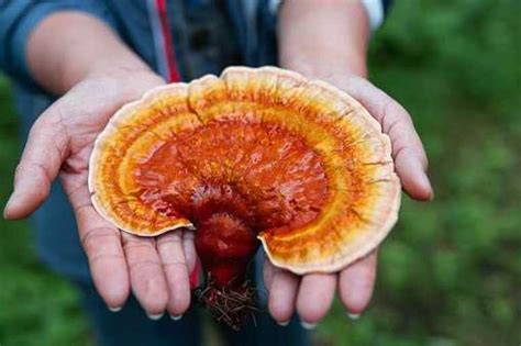 mushrooms and blood sugar
