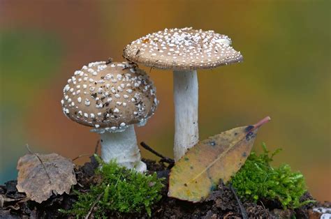 Mushrooms Definition And Examples