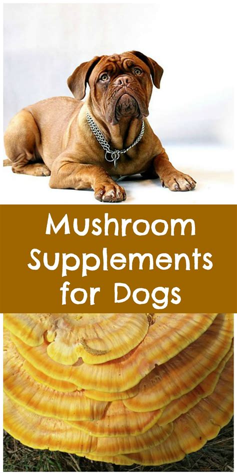 mushrooms for dogs health