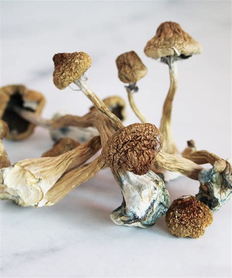 mushrooms for sale online in usa