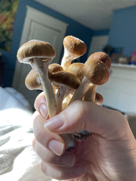 mushrooms for stomach issues