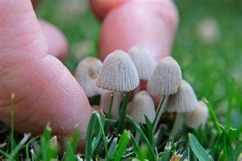 Mushrooms Grow Where Dogs Pee