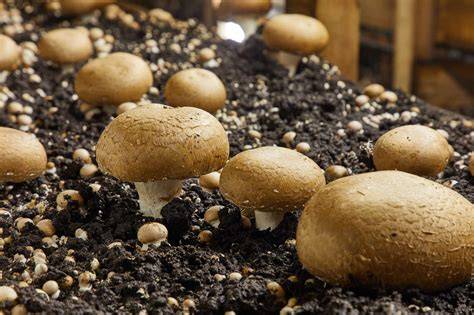 Mushrooms Growing Video