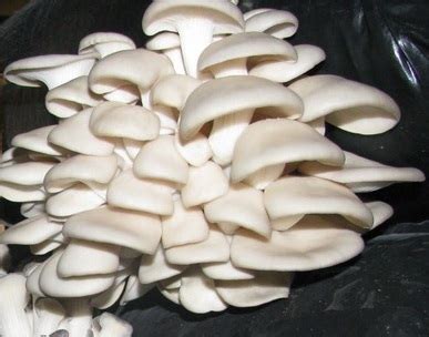 Mushrooms Need Oxygen