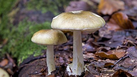 mushrooms that are poisonous to humans