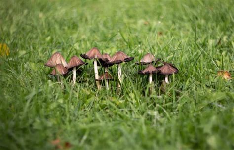 Mushrooms That Grow In Your Yard After Rain