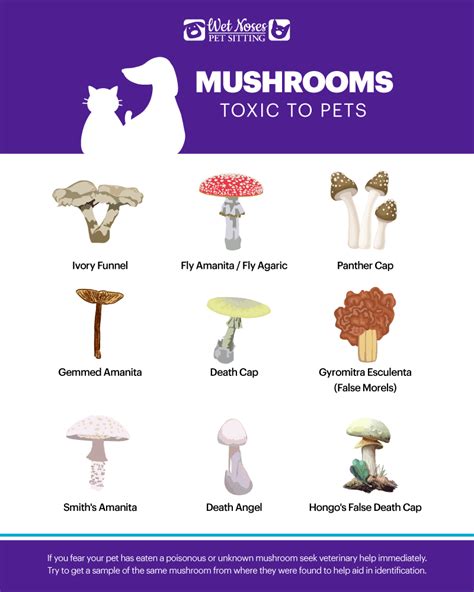 mushrooms toxic to dogs uk