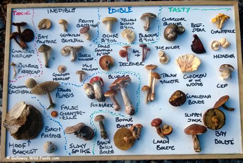 Mushrooms Types Uk