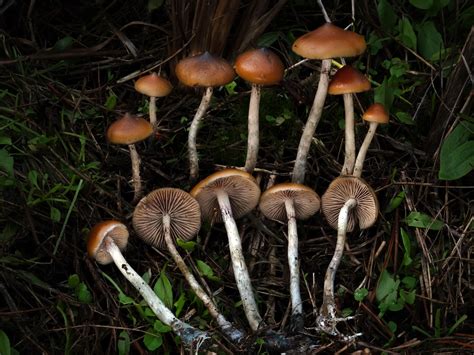 Unlock the Secret World of Mushroomsofi: A Guide to Nature's Flavorful Wonders