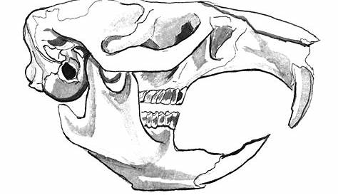 Muskrat Skull on White Background | Muskrat skull viewed fro… | Flickr