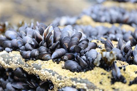 Mussels Beach