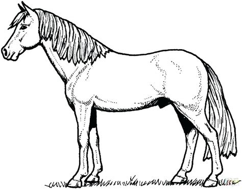 mustang horse coloring picture