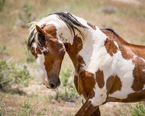 mustang horse head images