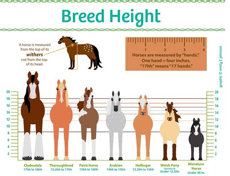 mustang horse height
