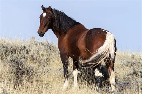 mustang horses near me