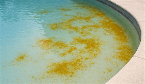 Mustard Algae In Pool Causes