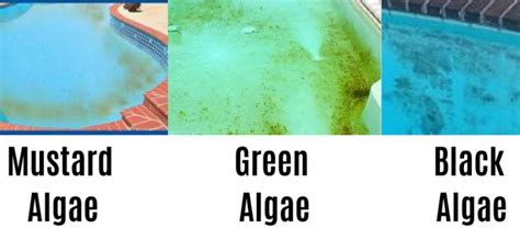 Mustard Algae Removal