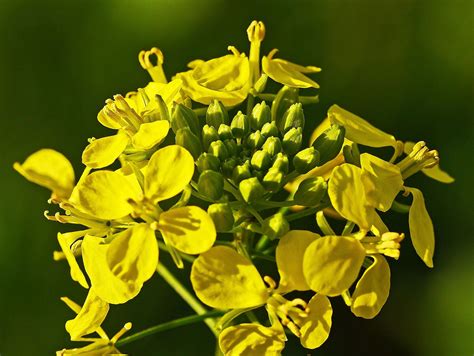 Mustard Flower Is