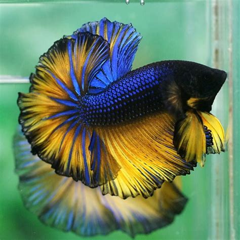 Mustard Halfmoon Betta