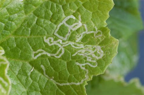Mustard Leaf Miner