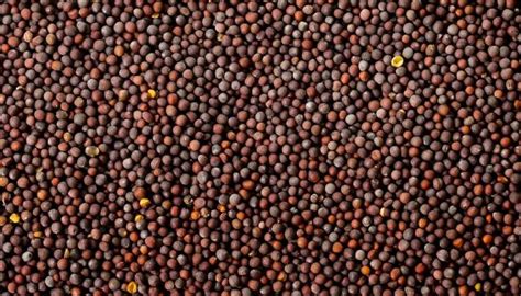 mustard seed production report