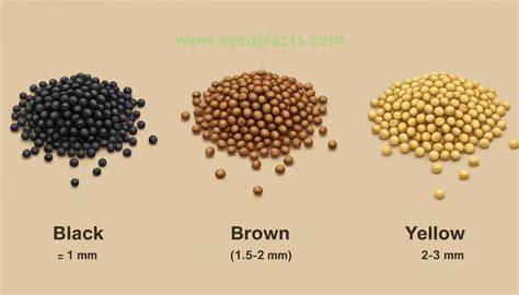mustard seed size comparison