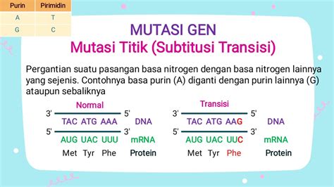 Mutasi Gen Transisi dan Transversi: Memahami Perubahan Genetik yang Mendasar
