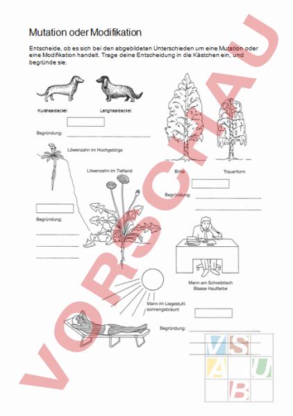 Gene and Chromosome Mutation Worksheet Beautiful 53 Gene Mutations Worksheet Chromosome Mutation