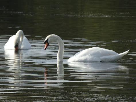 Mute Swan Common Name