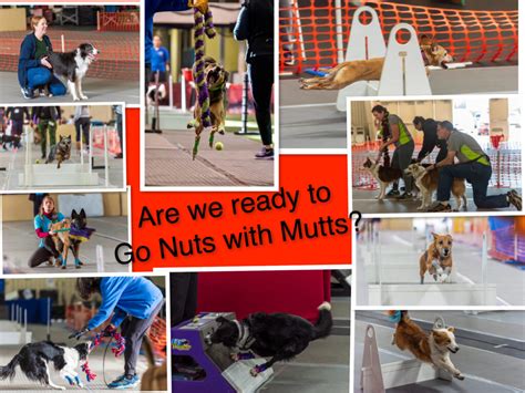 Mutts In Motion Flyball