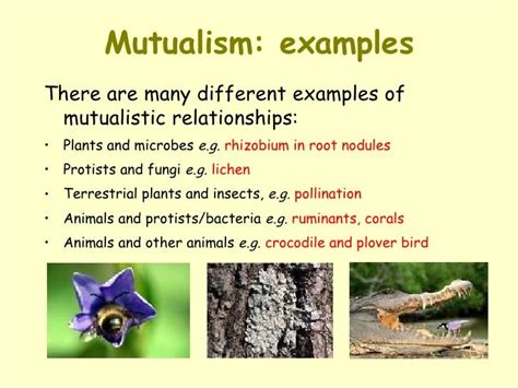 mutual relationship meaning in tamil with example