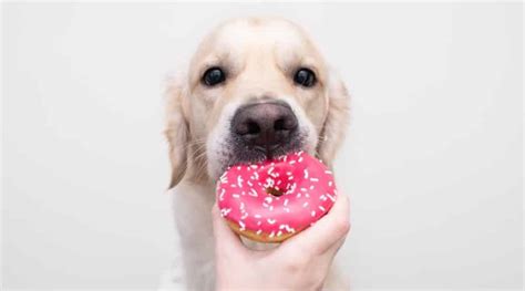 Can Dogs Eat Glazed Donuts? Dogs Hint