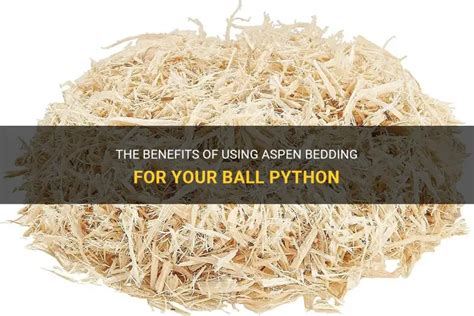 My Ball Python Ate Aspen Bedding