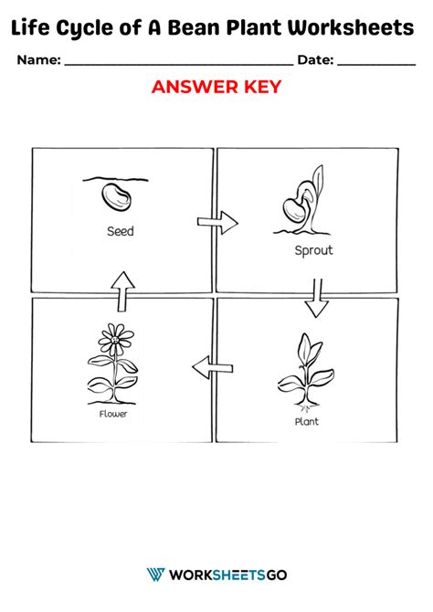 My Bean Plant Answer Key